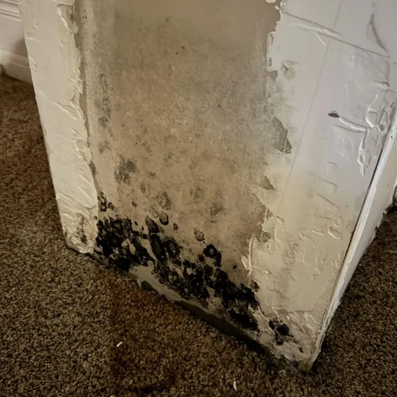 Professional Mold Removal in Lockport, IL